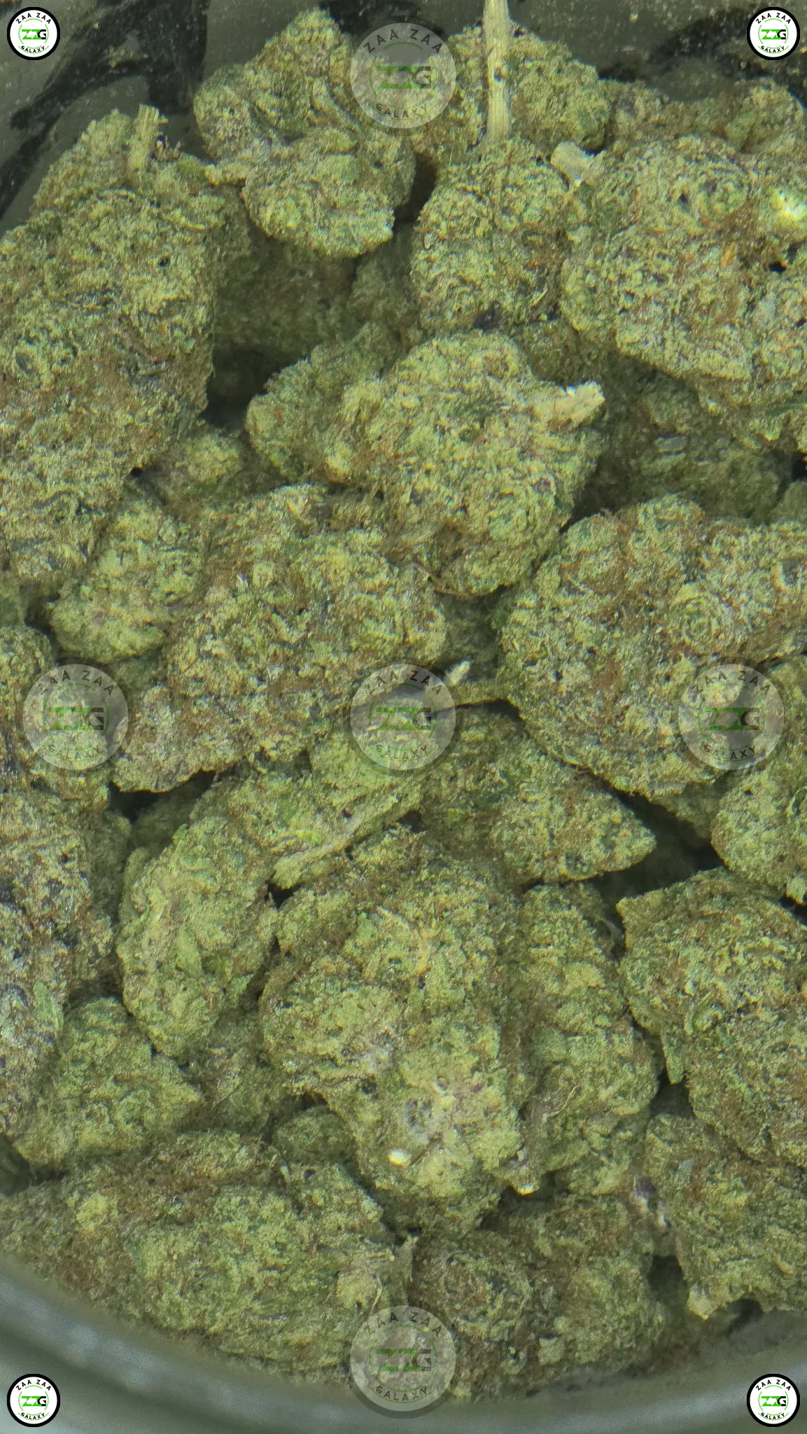 G13 cannabis