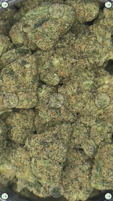 JET FUEL GELATO Cannabis cannabis
