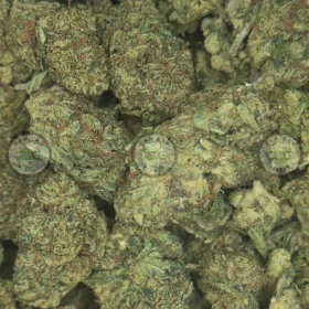 Lilac Diesel Cannabis cannabis