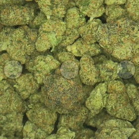 Papaya Tree cannabis