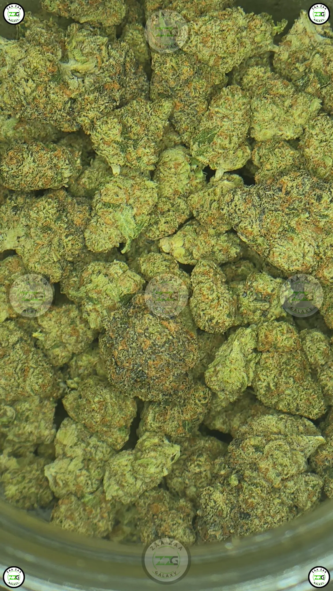 Papaya Tree cannabis