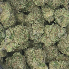 Tangie Gas Cannabis