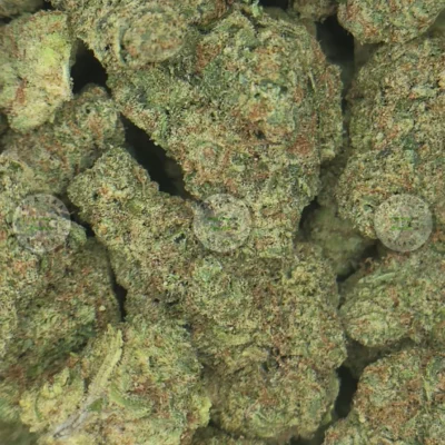 Biscotti weed Strain
