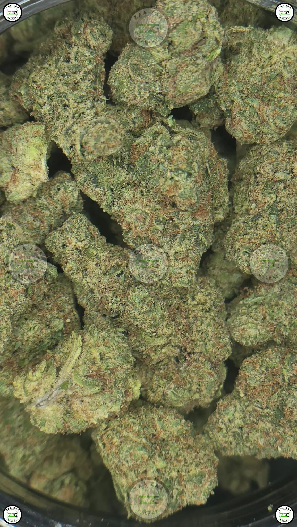 Biscotti weed Strain